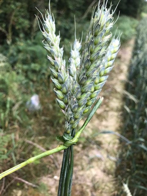 Tie an uneven number of stalks - e.g. 5 together using a stem from an additional wheat stalk. You can use raffia if you prefer. 