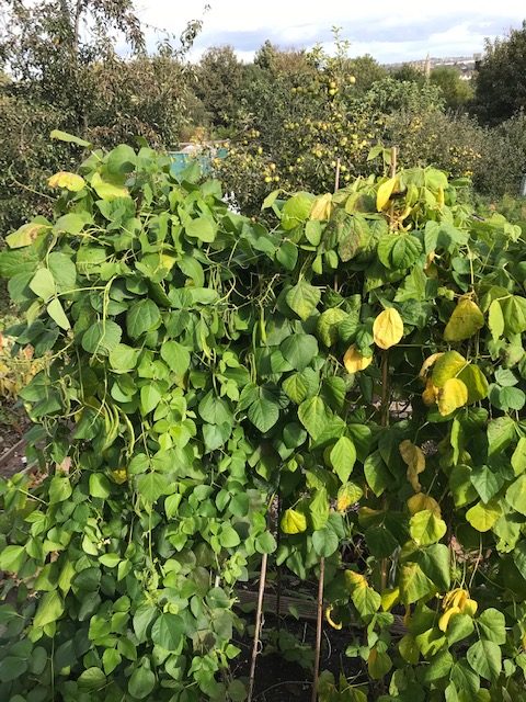 Collecting and chopping runner beans 