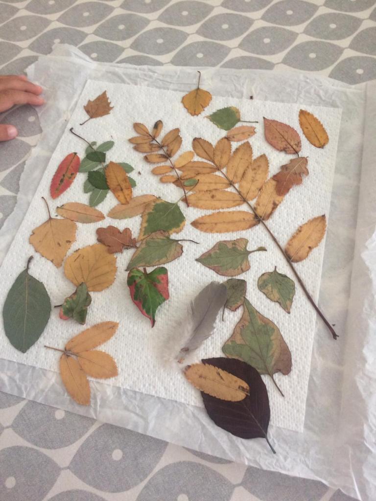 Pressing leaves between tissue paper pieces - place heavy books on top