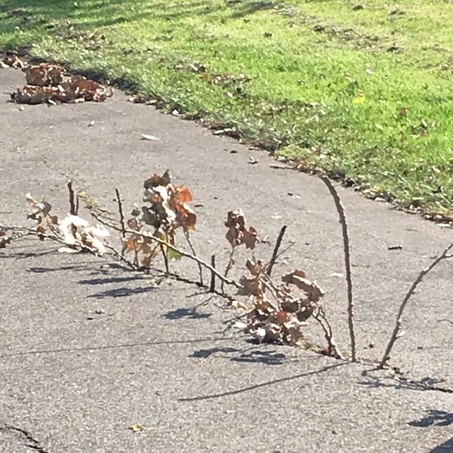 Collect sticks and make trees in the cracks of a path! 